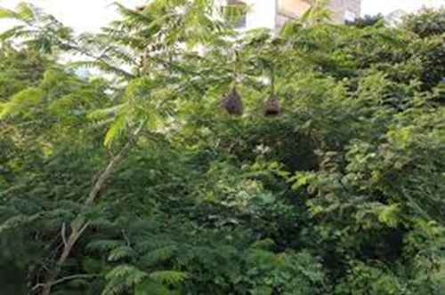 'ED attaches 14 immovable properties worth Rs. 11.3 Crore under PMLA for illegal smuggling of Khair Wood'